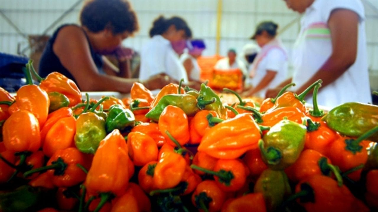 Congreso explotará denominación de origen del chile habanero