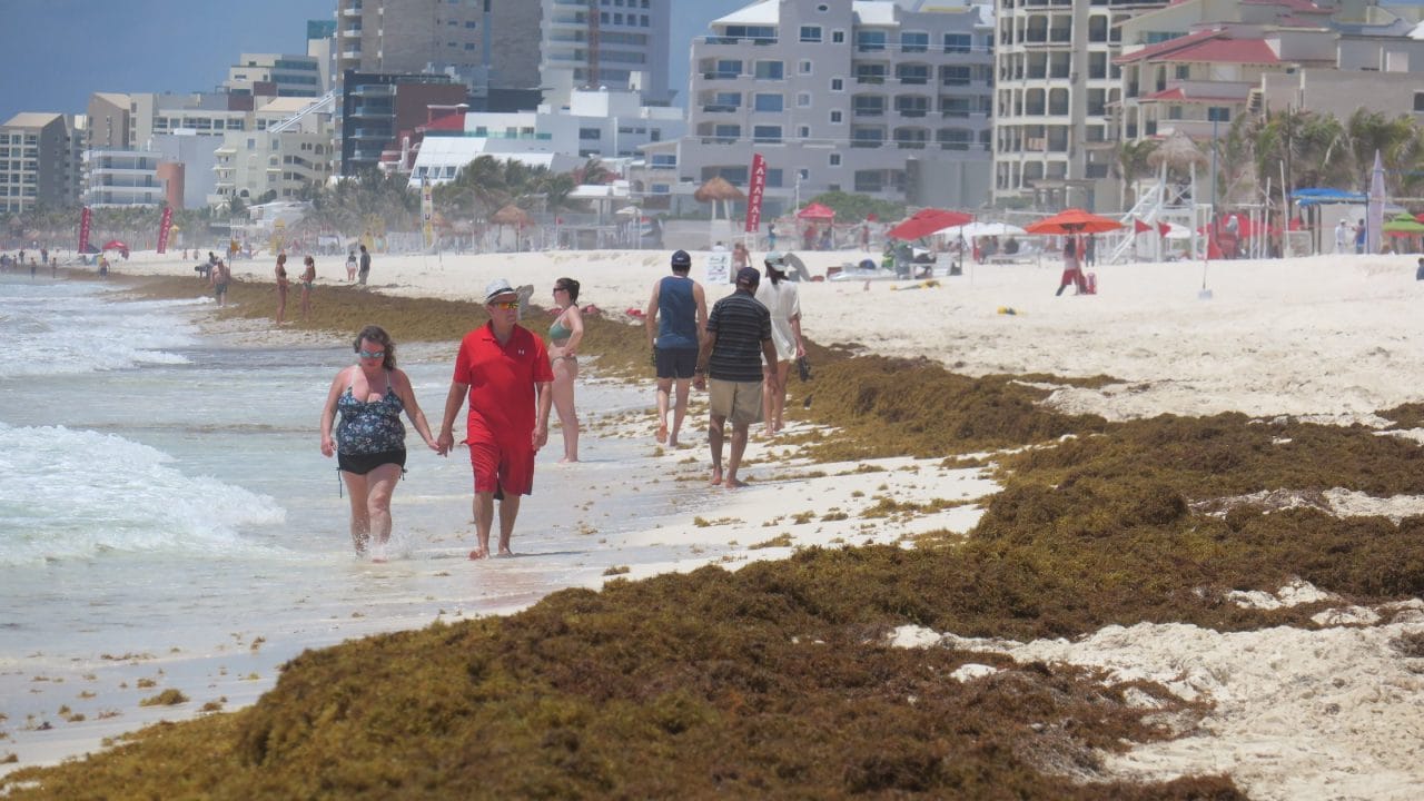 Sargazo en el Caribe mexicano: proyecciones inciertas para 2025 Sargazo en el Caribe mexicano: proyecciones inciertas para 2025