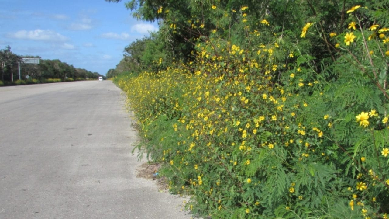 Exhortan protección de la flor tajonal para la conservación de abeja melipona en el Estado