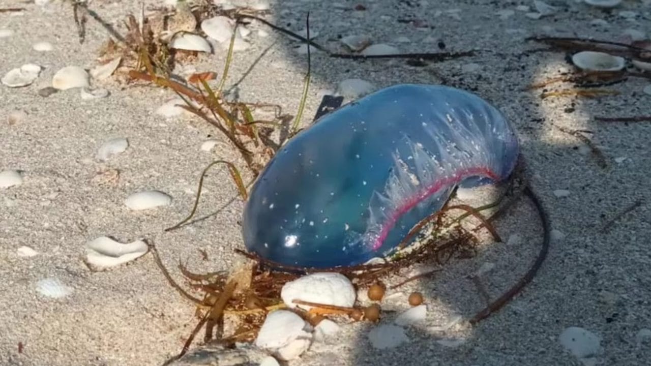 Alertan sobre la presencia de carabelas portuguesas en costas yucatecas