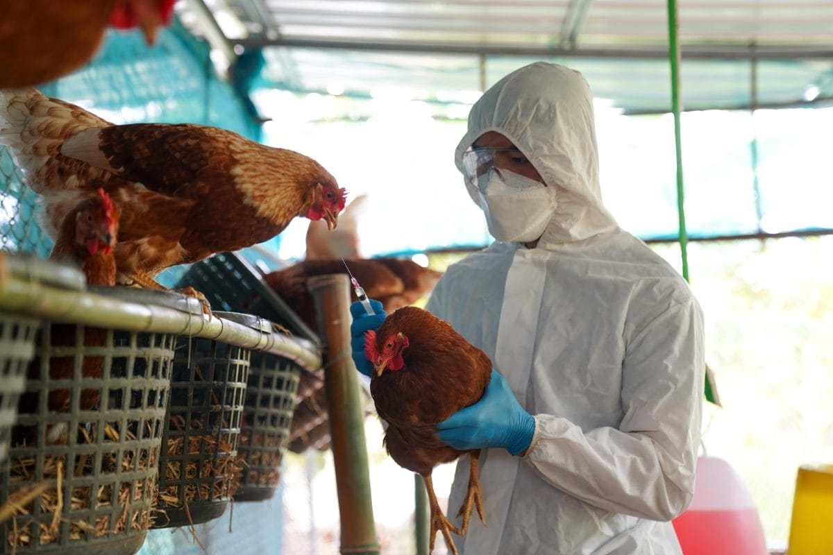 Influenza H5N1 activa emergencia sanitaria en California