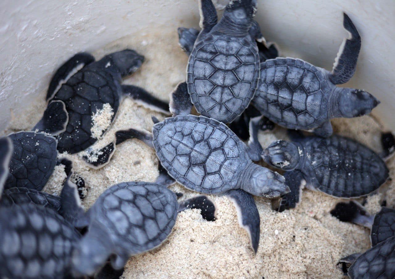 Casi 1 millón de tortugas liberadas en Cancún en 2024