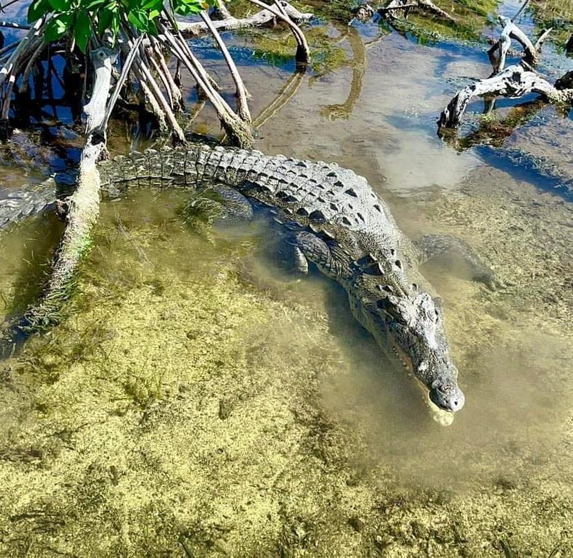 Joven turista es atacado por un cocodrilo en las playas de Cozumel