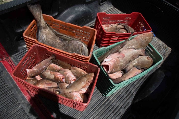 Darán apoyo económico a pescadores de Yucatán durante la veda del mero