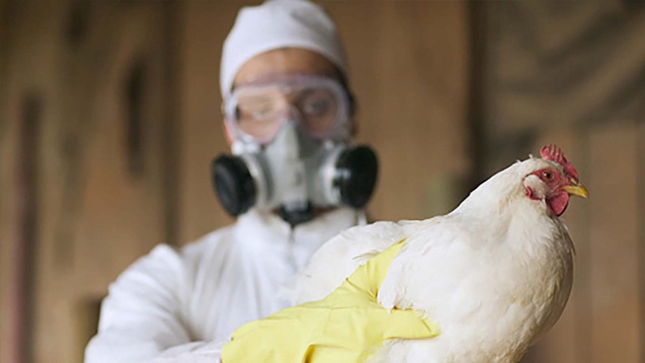 Primera muerte por influenza aviar H5N1, ¿es hora de preocuparnos?