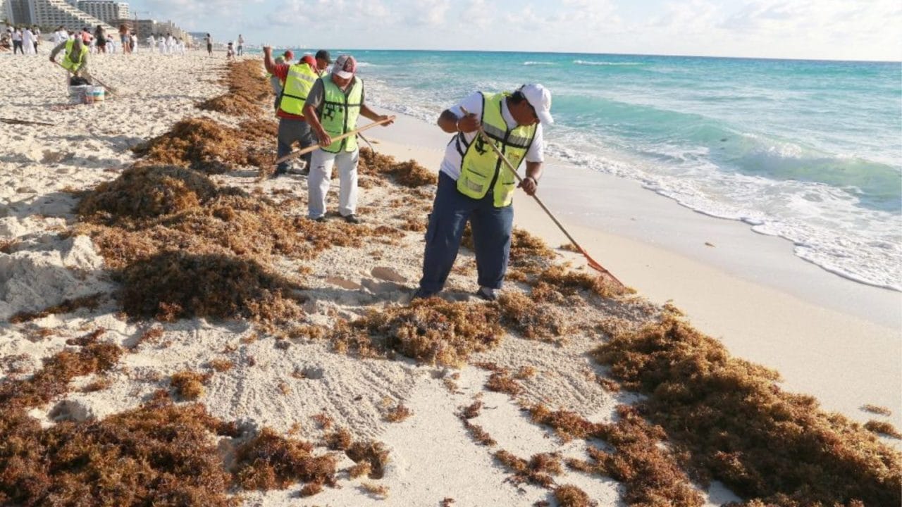 Estiman aumento en cantidad de sargazo que llegará al Caribe mexica este año
