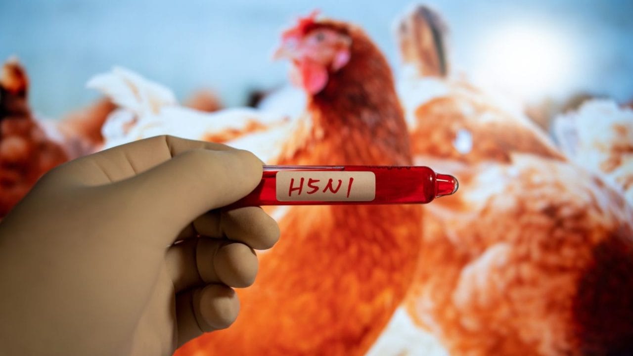 Influenza aviar H5N1 una amenaza que avanza silenciosamente Influenza aviar H5N1 una amenaza que avanza silenciosamente
