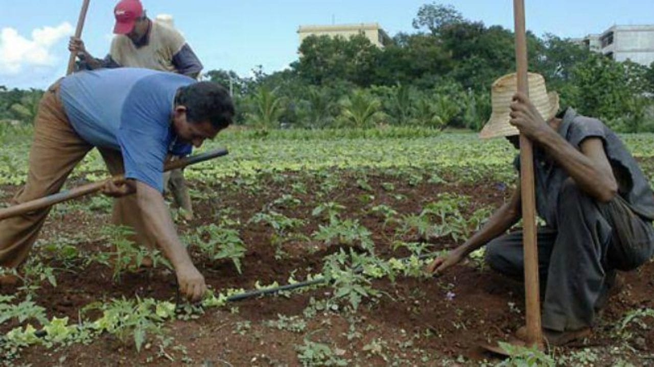 Elevarán a rango constitucional la entrega de apoyos a productores de Quintana Roo Elevarán a rango constitucional la entrega de apoyos a productores de Quintana Roo