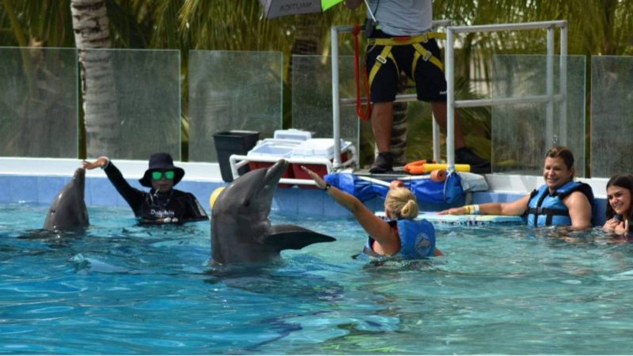 La lucha por la extinción de delfinarios en el Caribe mexicano; ¿Turismo o sufrimiento?