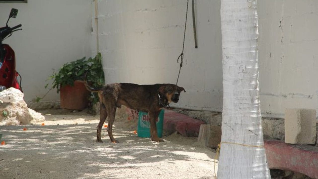 Aumentarán penas a prisión por maltrato y crueldad animal en Quintana Roo