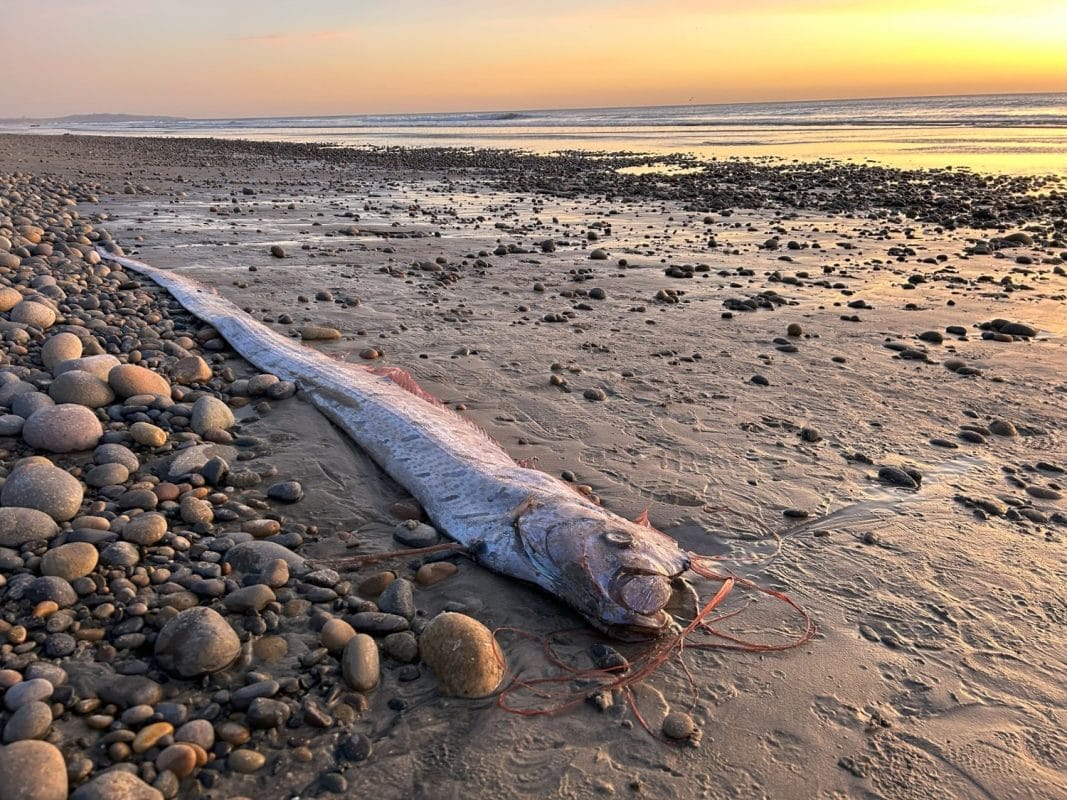 Oarfish Washes Ashore in Mexico: Omen of an Earthquake or Coincidence?
