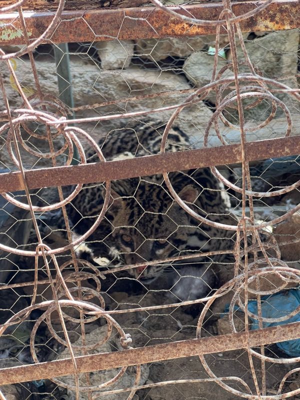 Rescatan a ocelote deshidratado en gallinero de Buctzotz