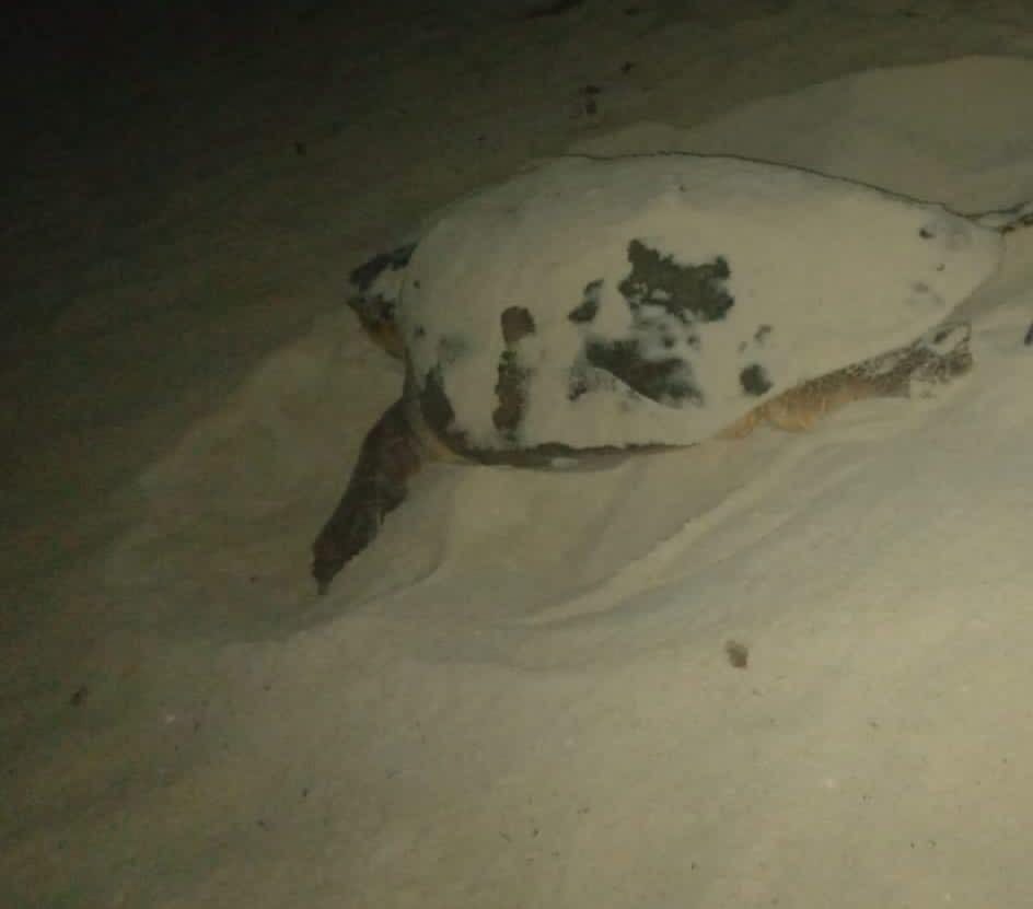 8bef95b1-d5ac-432e-bbad-0977e34075fd-1