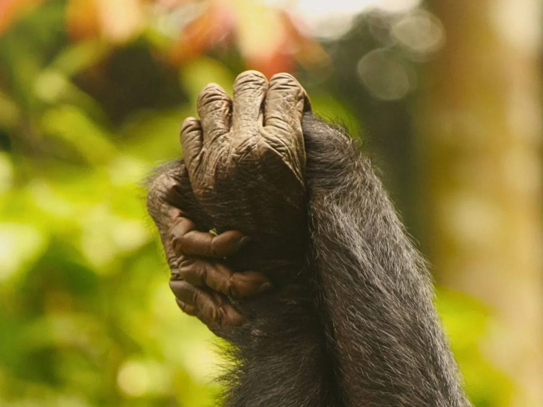 ¡Girl Power Primate! Bonobos hembras se unen contra machos agresivos