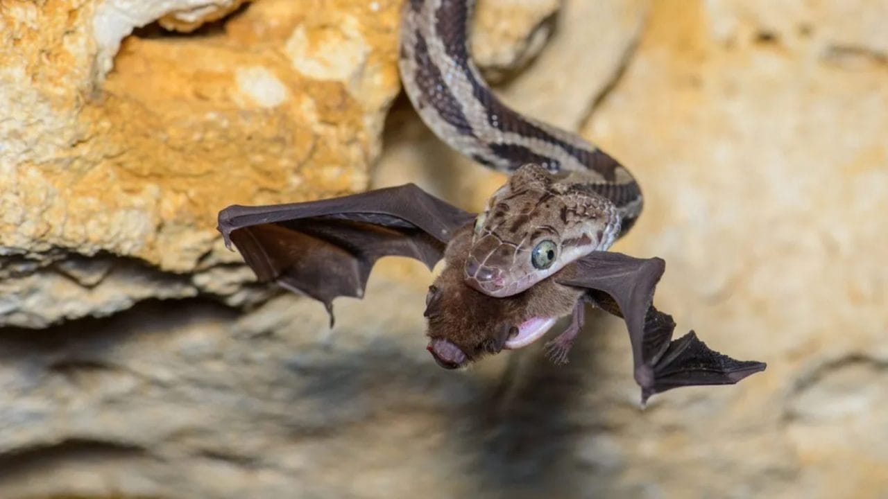 Así es la cueva de serpientes colgantes que destaca en el Tianguis Turístico 2025