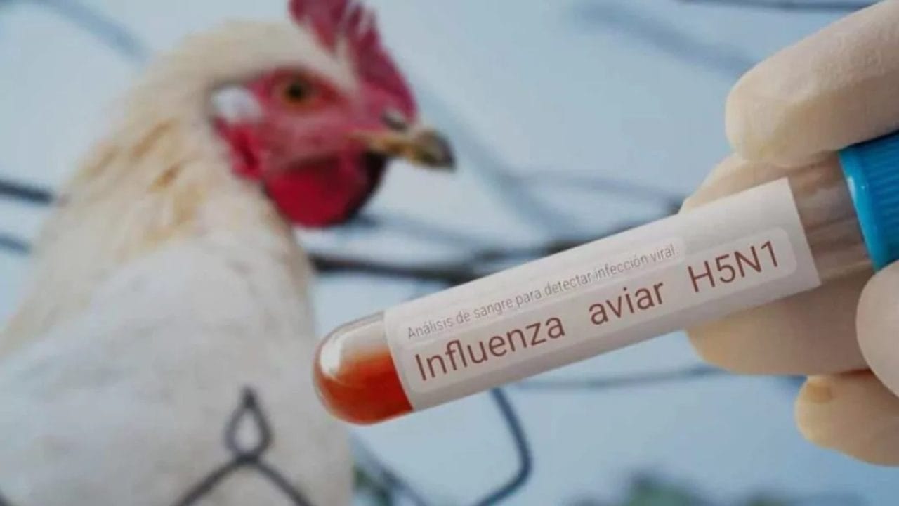 México ante el brote de AH5N1: una llamada de atención para el sistema de salud México ante el brote de AH5N1: una llamada de atención para el sistema de salud