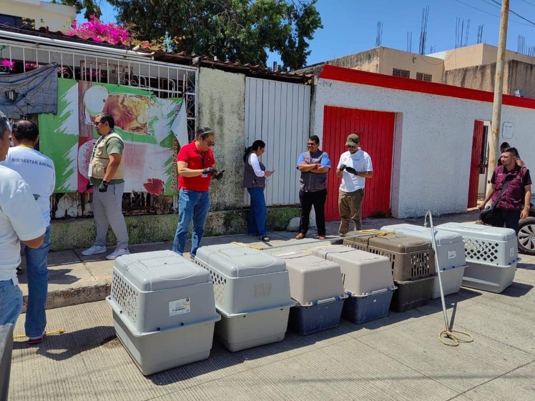 Tenían abandonados a ocho perritos en Cancún; FGE ya investiga