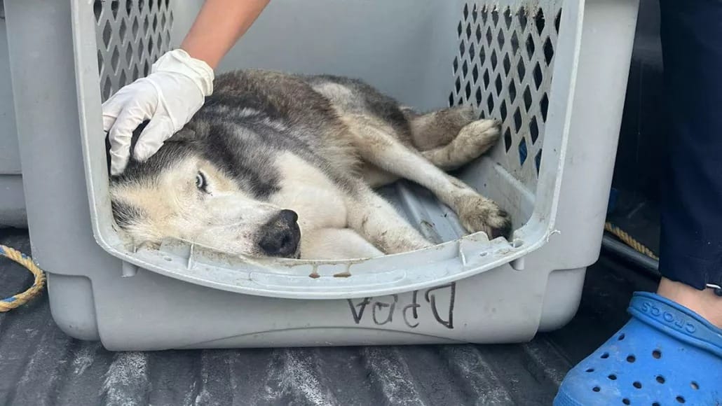 Indignación en Cancún por la muerte de un perrito víctima de abandono extremo