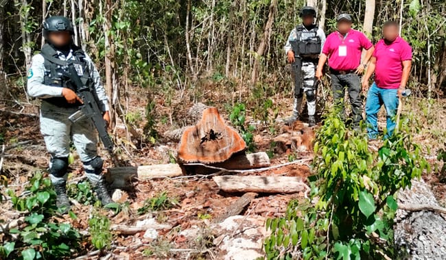 Profepa clausura predio por desmonte ilegal en Tekax