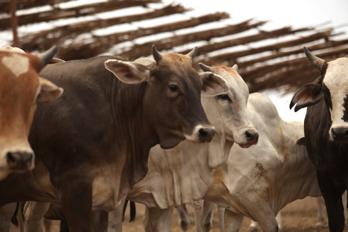 Aumentan casos de gusano barrenador en Quintana Roo