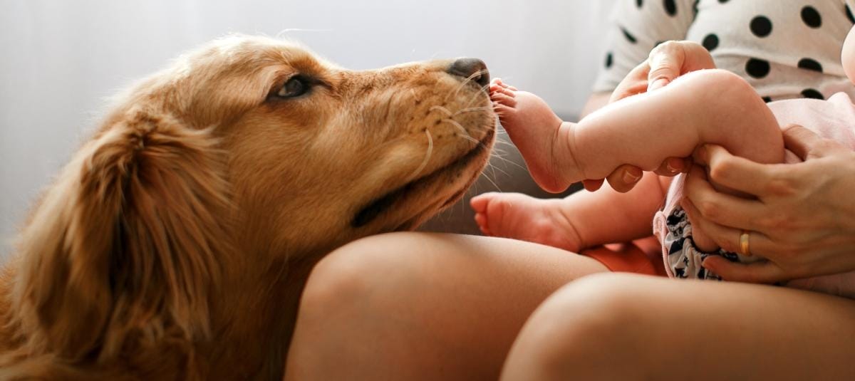 Bebé en Casa: La Guía Definitiva para Preparar a tu Perro para la Llegada