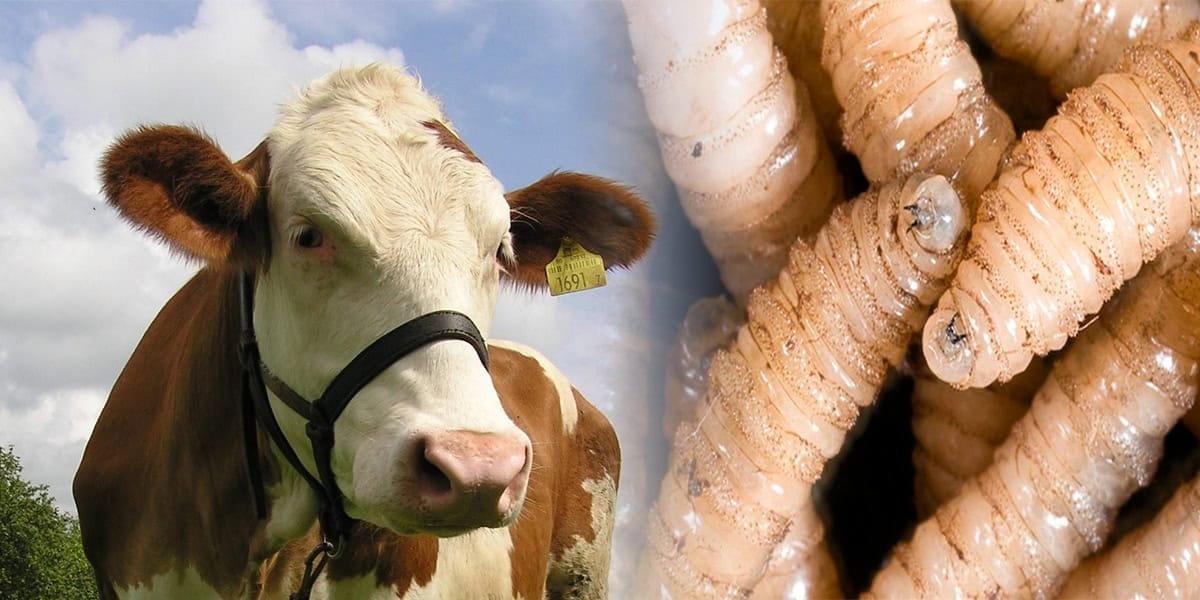 ¡Tabasco Gana Batalla Sanitaria! Casos de Gusano Barrenador en Ganado Disminuyen un Contundente 26%