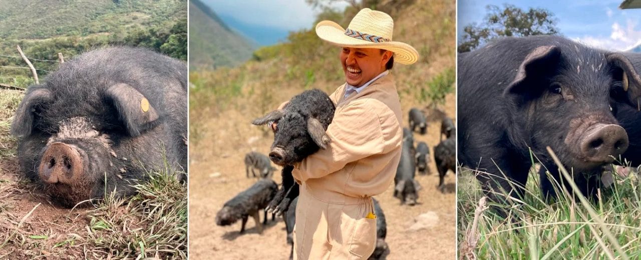 El cerdo negro de Santander: El tesoro culinario que reconquista la alta cocina