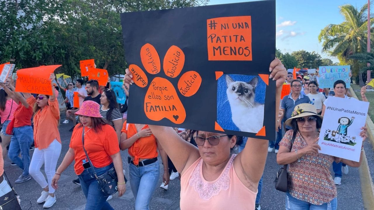 Convocan a marcha pacífica en Cancún tras nuevo caso de crueldad animal Convocan a marcha pacífica en Cancún tras nuevo caso de crueldad animal