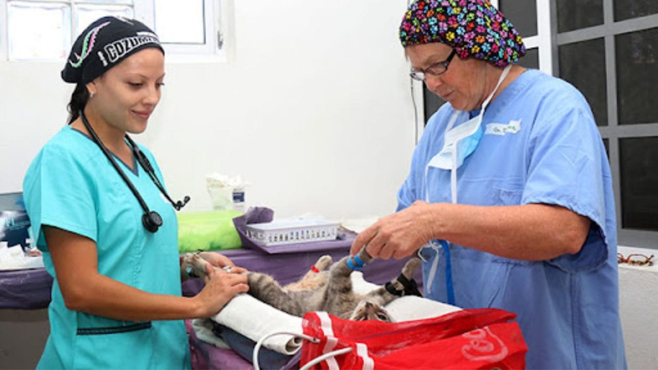 Impulsan reforma para establecer clínicas veterinarias públicas en Quintana Roo