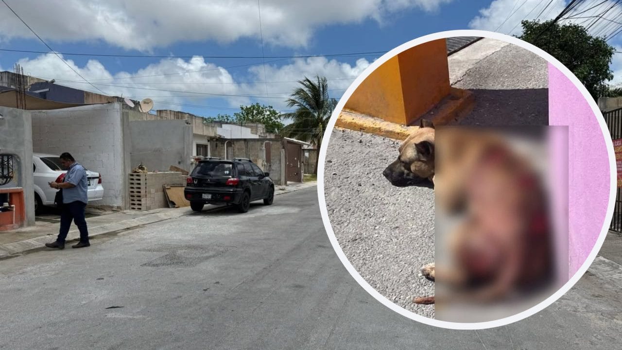Crueldad animal: Hombre machetea a perro callejero en Cancún