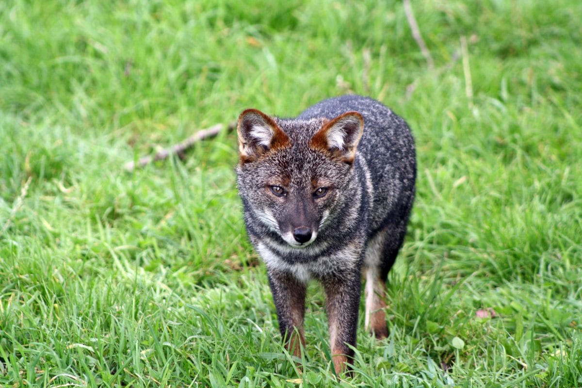La empresa ARAUCO reafirma su compromiso sostenible y anuncia su plan Nature Positive