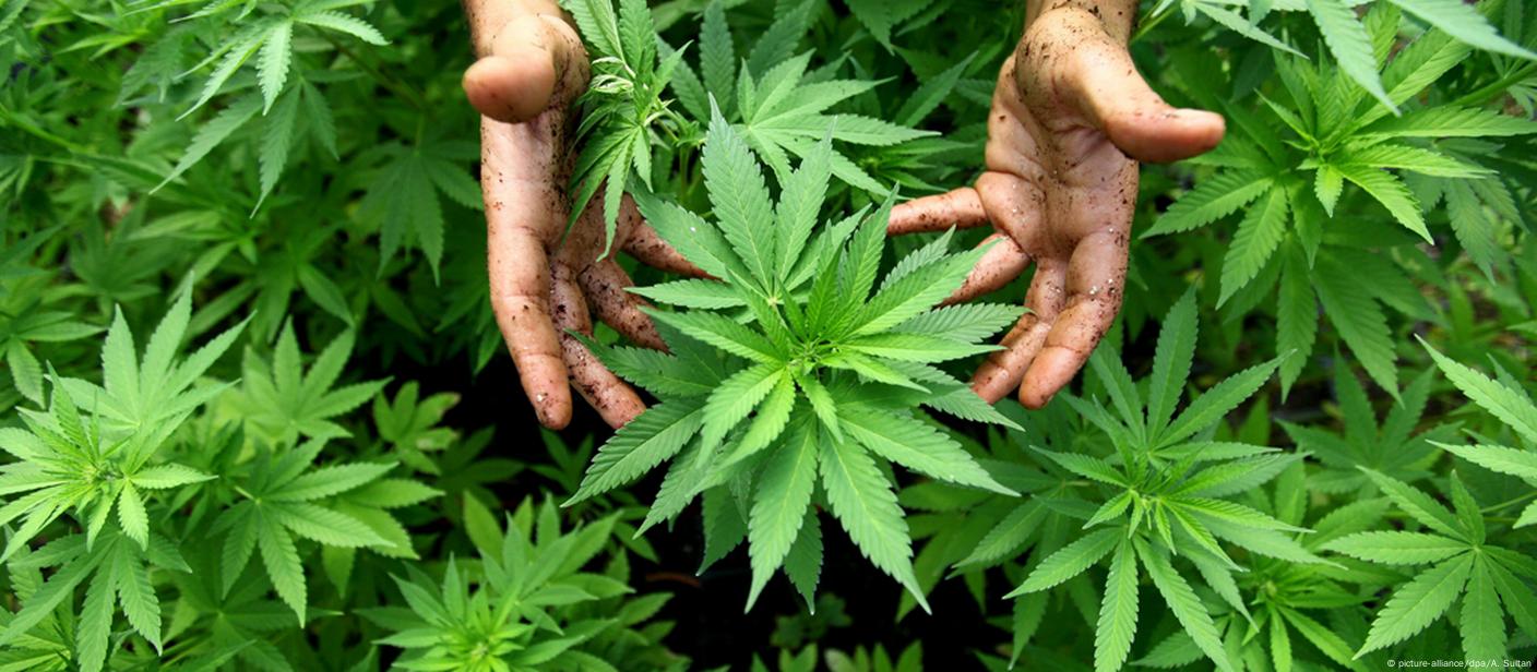 Legalidad del Cannabis en México