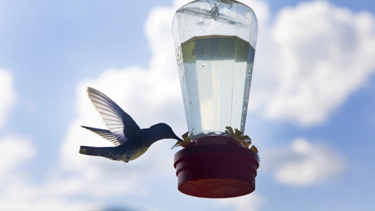 Título H1 (SEO & Viral): ¡Naturaleza en tu Ventana! Guía DIY para Comederos y Bebederos de Aves Ecológicos y Atrae Vida Silvestre a tu Hogar Urbano