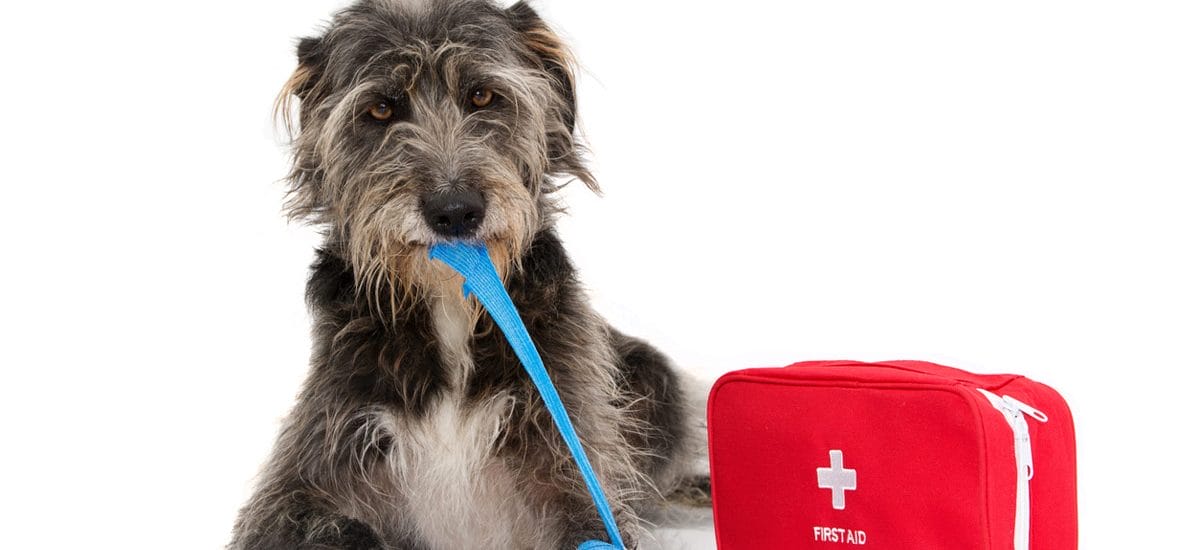 kit primeros auxilios perros kit primeros auxilios perros