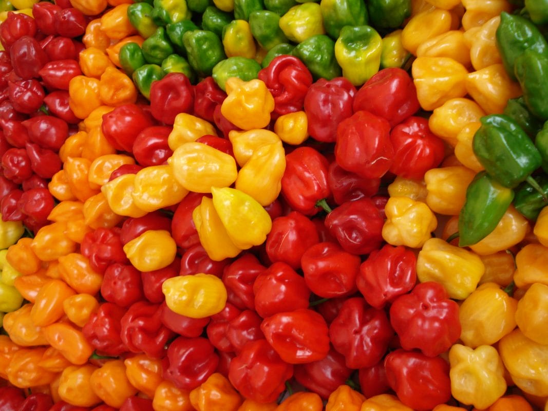 Yucatán protegerá denominación de origen del chile habanero