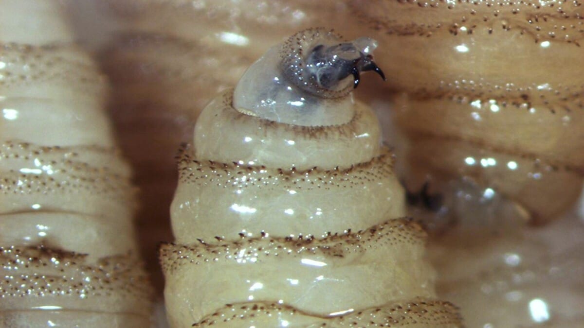 Sube a 13 los casos de gusano barrenador en Yucatán