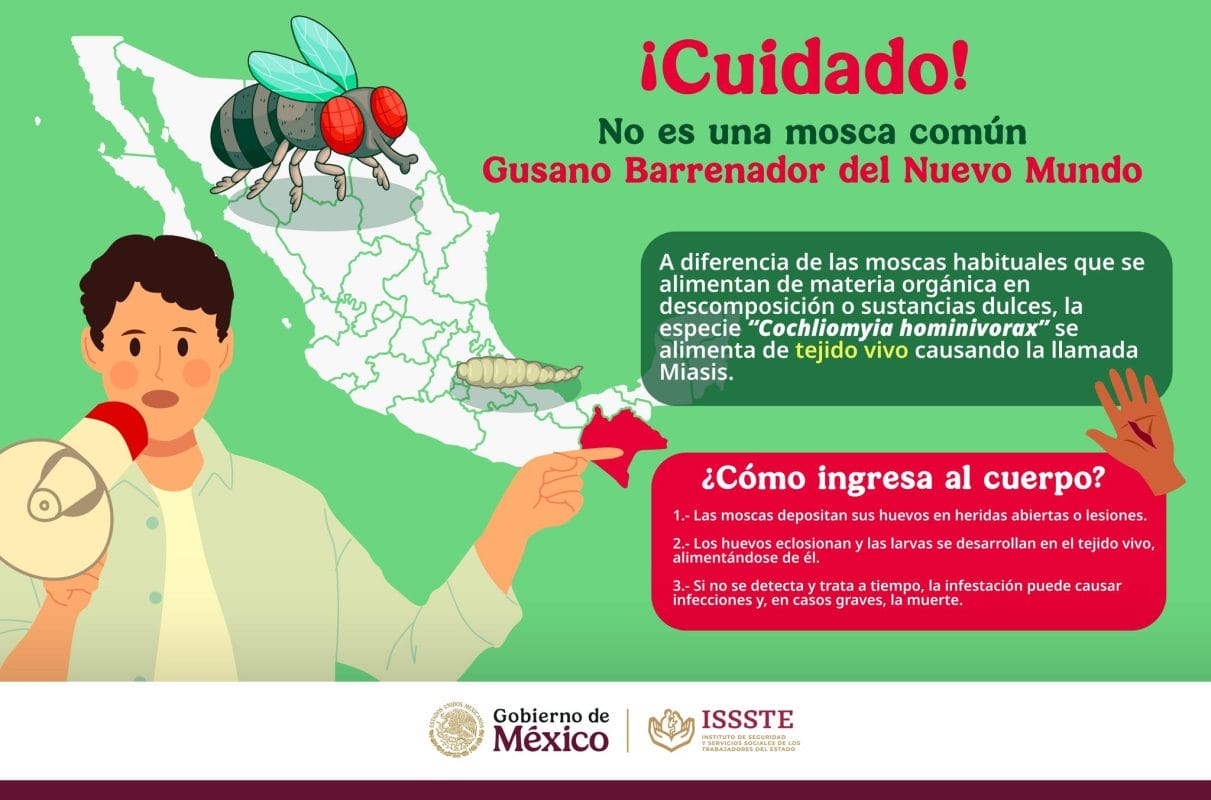 Issste lanza campaña contra el gusano barrenador por casos en humanos