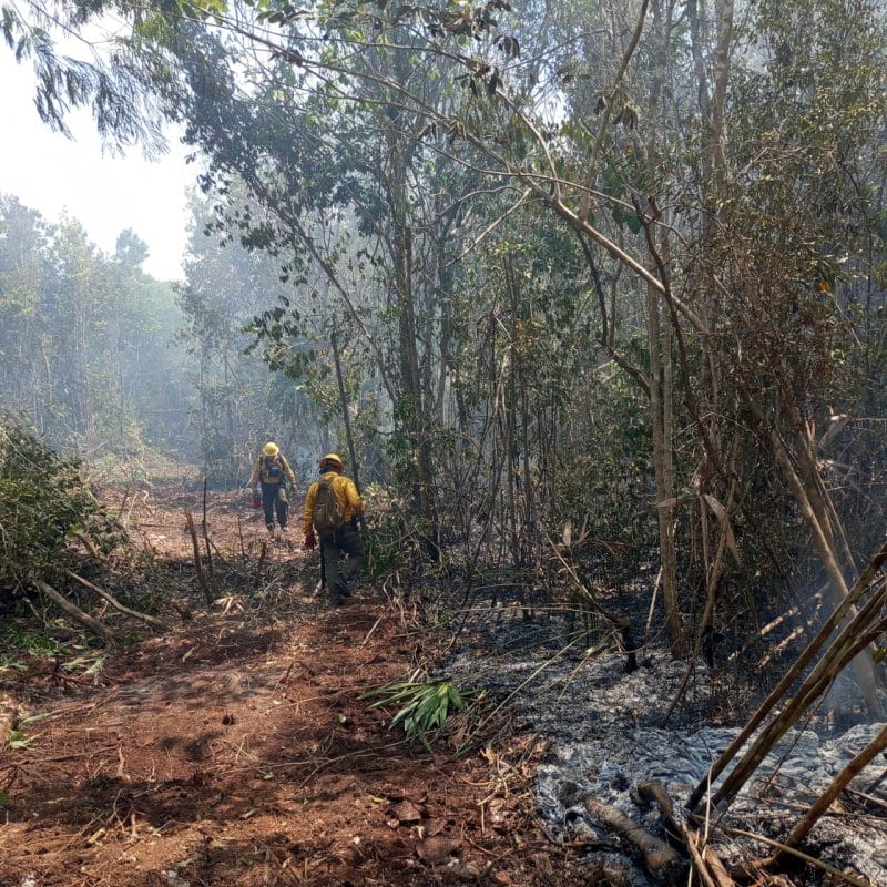 Aún activos incendios forestales en Quintana Roo tras semanas de combate intensivo