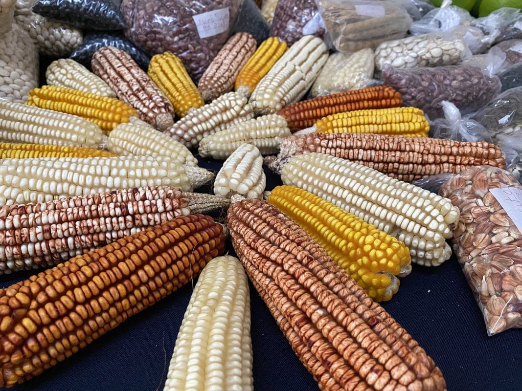 Realizan Mercado Agroecológico CICY 2025 Realizan Mercado Agroecológico CICY 2025