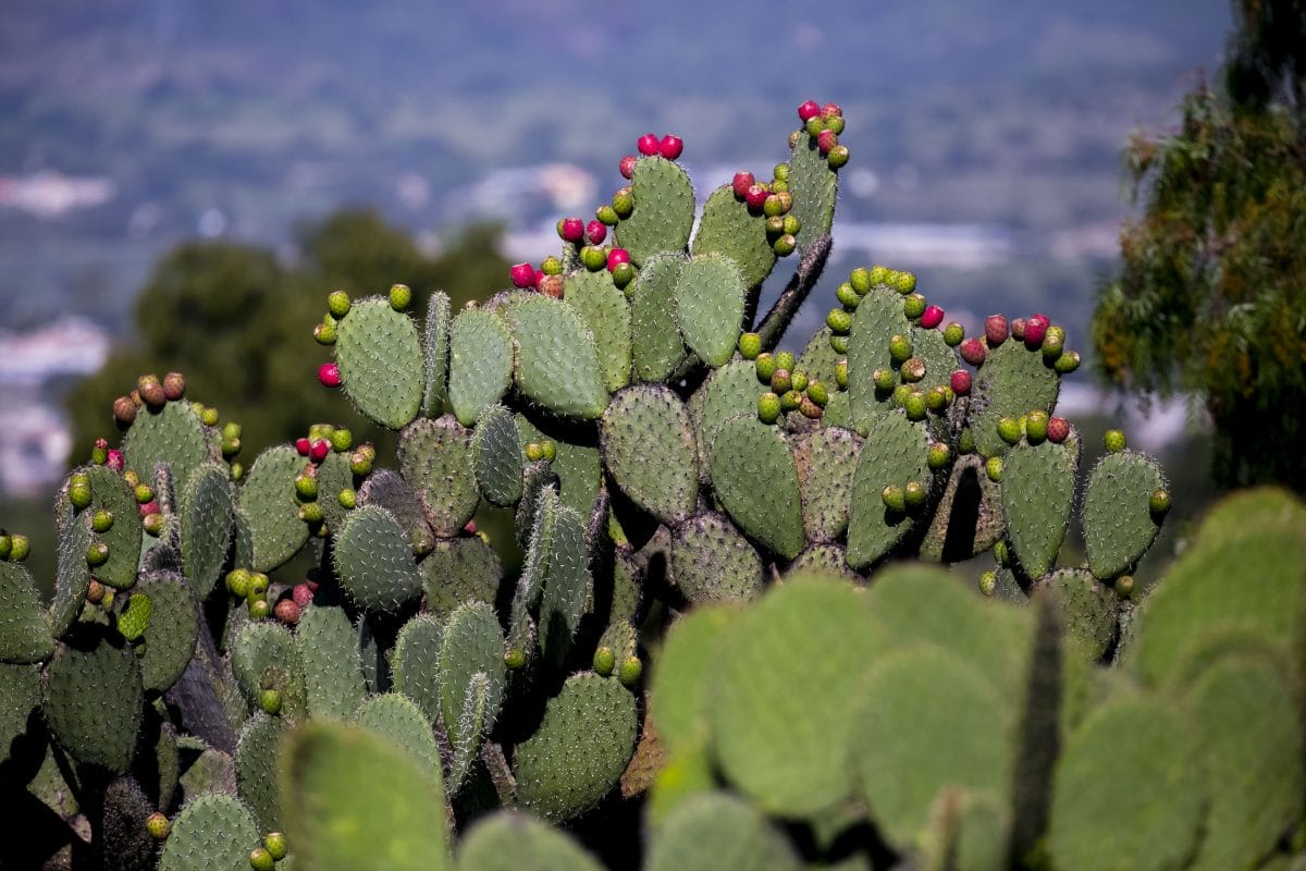 Nopal: el superhéroe mexicano que combate sequía y plástico