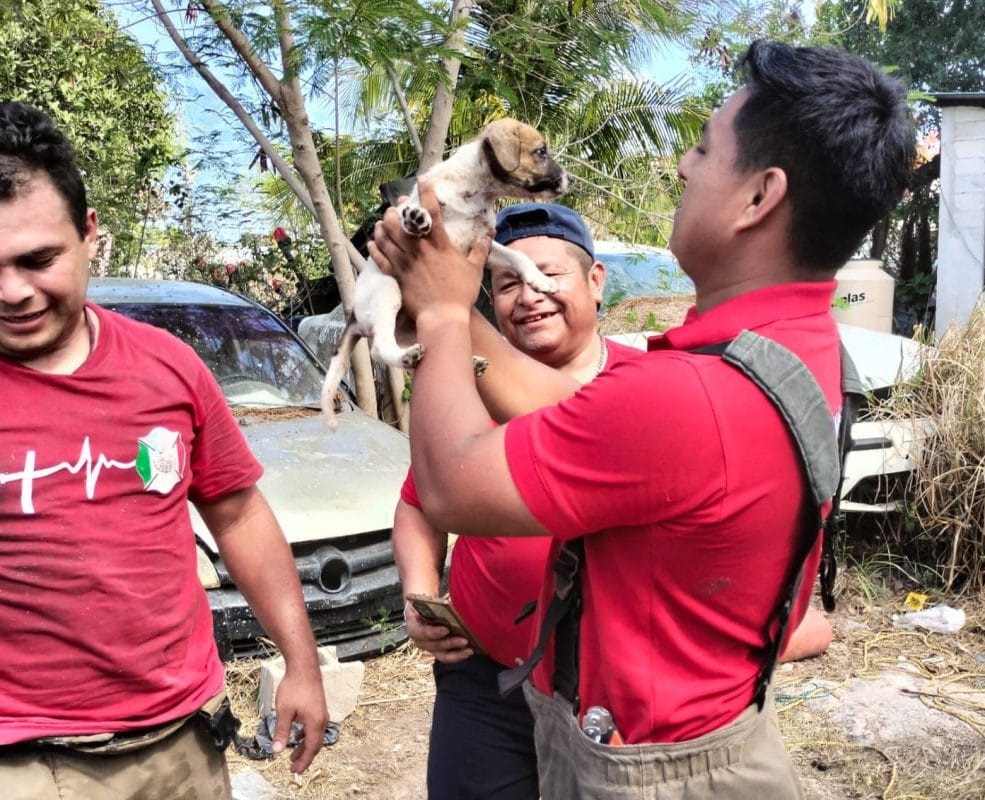 Rescatan a perrito que cayó a un cenote de 7 metros en Cancún y ya fue adoptado