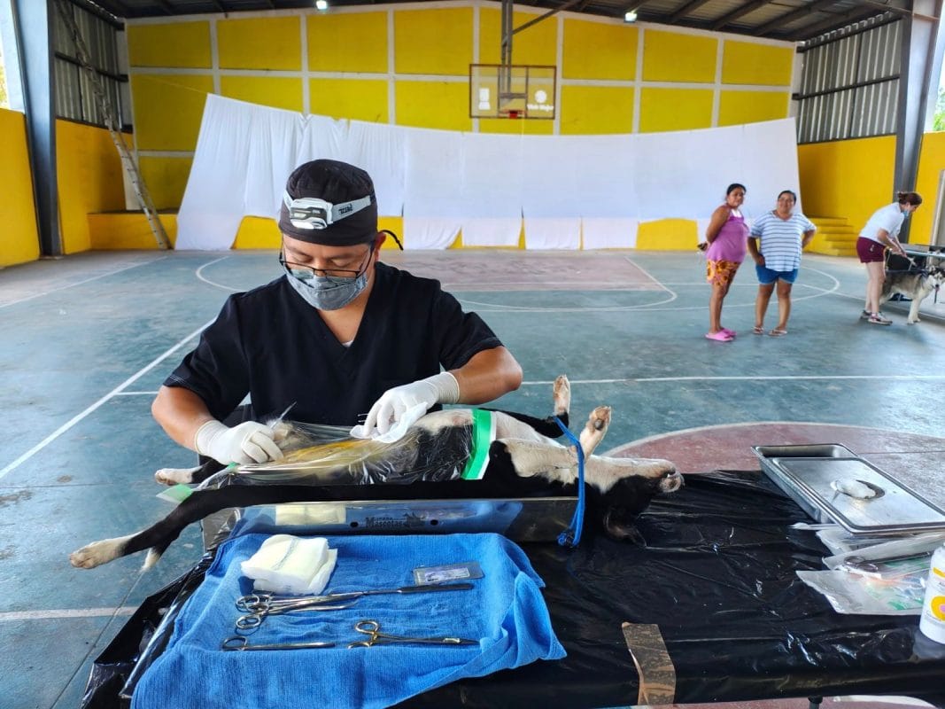 Yucatán realiza más de 1,500 esterilizaciones gratuitas Yucatán realiza más de 1,500 esterilizaciones gratuitas