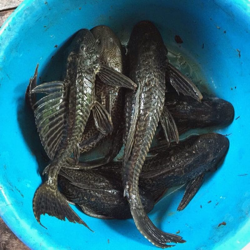 El "Pez Diablo" devora los ríos de Tabasco y deja sin sustento a miles El "Pez Diablo" devora los ríos de Tabasco y deja sin sustento a miles