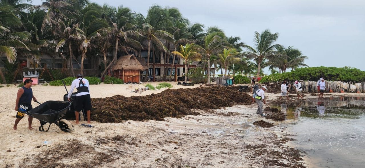 Recalan 200 toneladas de sargazo en playas de Isla Mujeres
