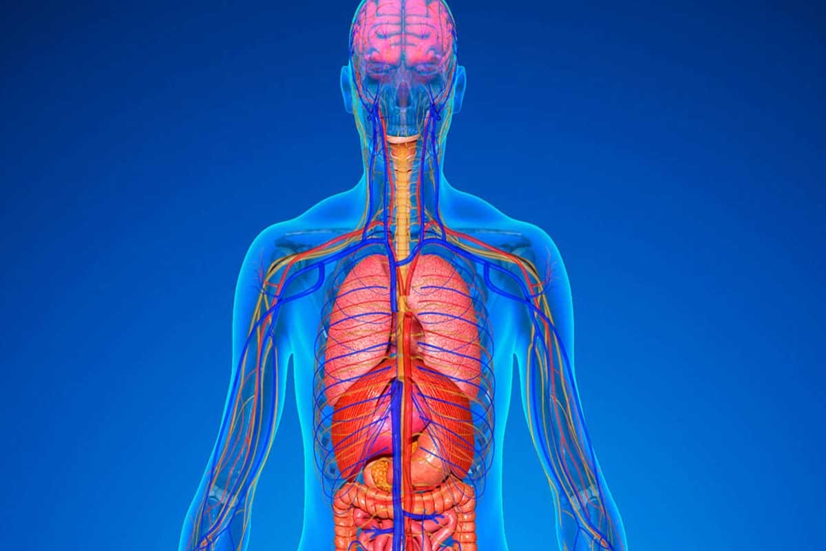 10 Datos de tu Cuerpo que te Volarán la Cabeza 10 Datos de tu Cuerpo que te Volarán la Cabeza