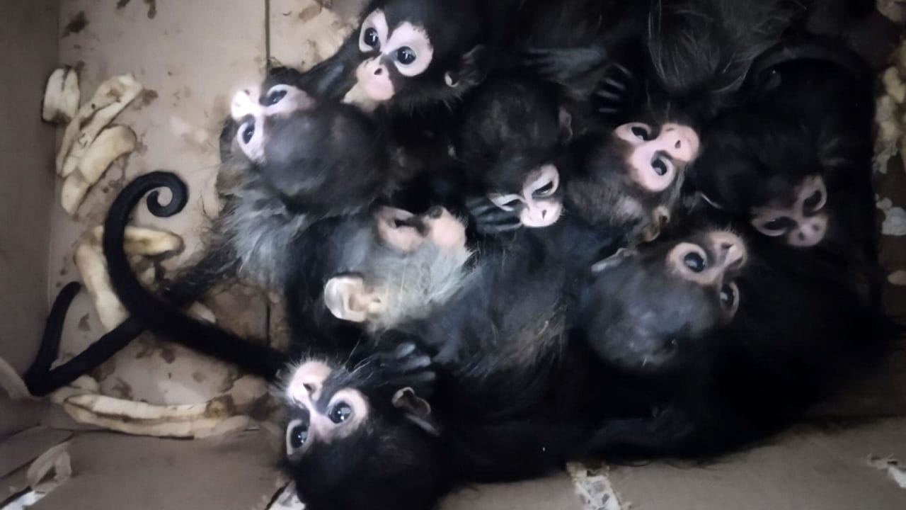 Cae red de tráfico de monos bebés en Tabasco Cae red de tráfico de monos bebés en Tabasco