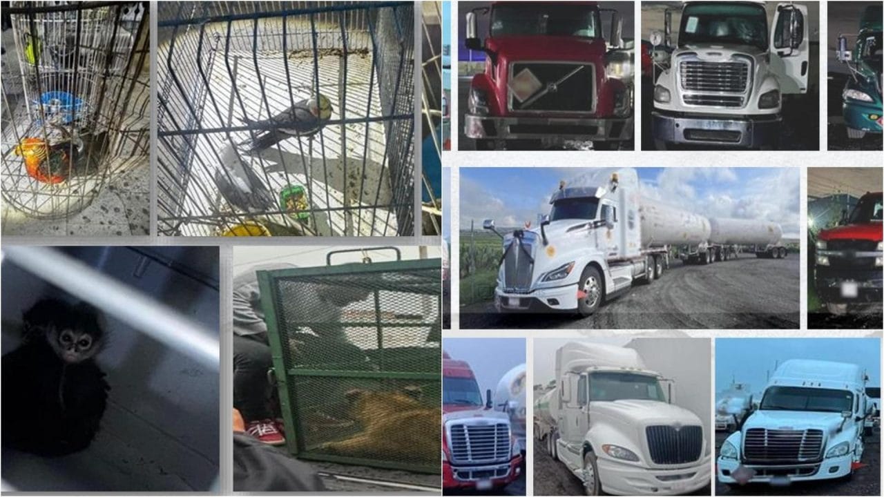 Cae red de huachicol con todo y su narco-zoológico privado