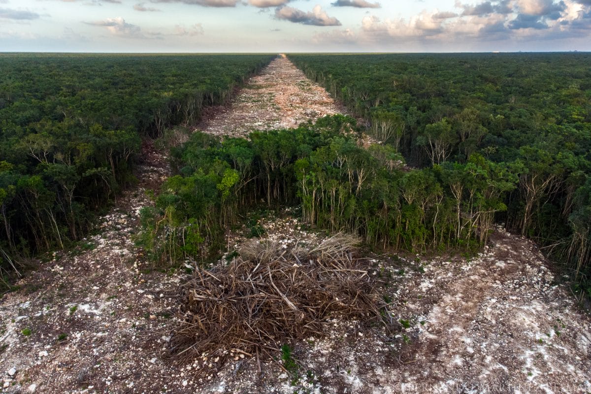Yucatán: Mano Dura Contra Ecocidios