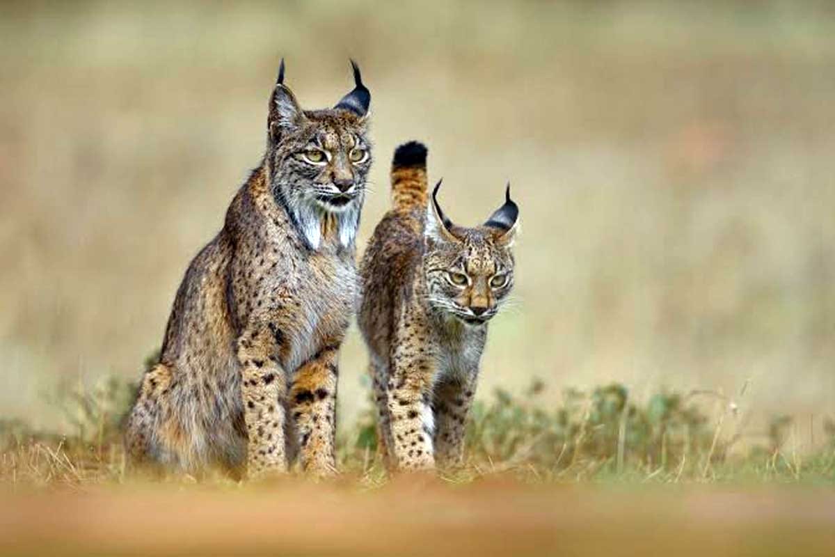 El Lince Ibérico Deja de Estar en Peligro de Extinción: Un Éxito de Conservación