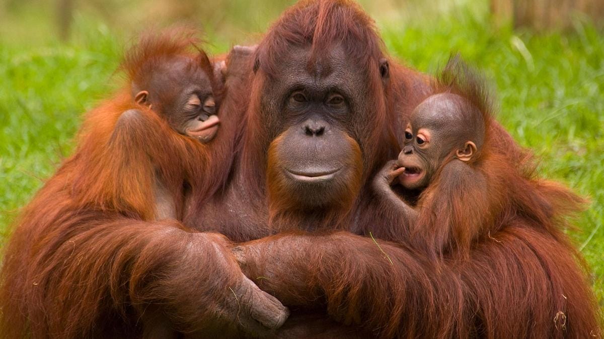 El Viaje de Tres Orangutanes a Casa Libertad en la Selva: El Viaje de Tres Orangutanes a Casa